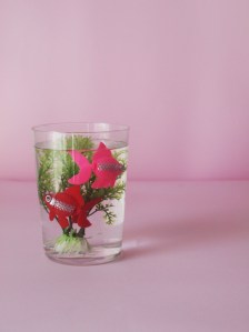 Gintonic-under-the-sea